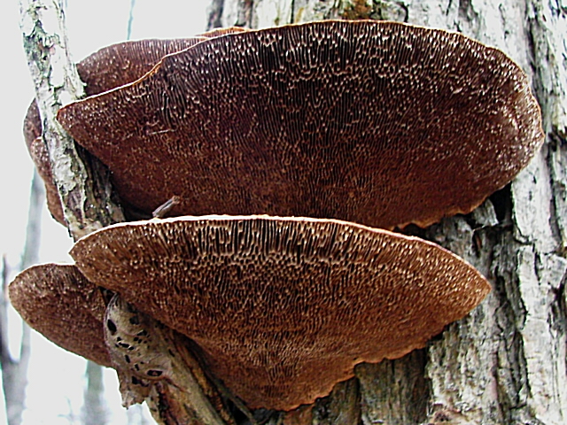 Daedaleopsis confragosa