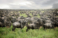 Wildebeest travel long distances through Eastern Africa each year to coincide with the annual pattern of rainfall and grass growth. Taken in Tanzania. (Credit: Home / Wildlife and Warriors / Wildebeest Migration (Credit: © 2016 David Lazar) Click to Enlarge.