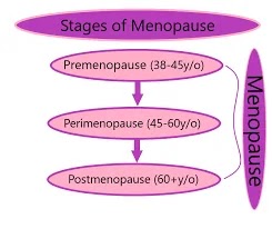 menopause. Menopause stages graph