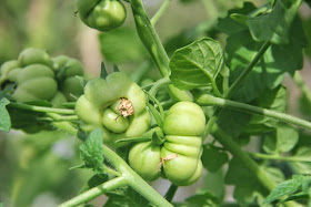 unripe Reisetomate tomato fruits