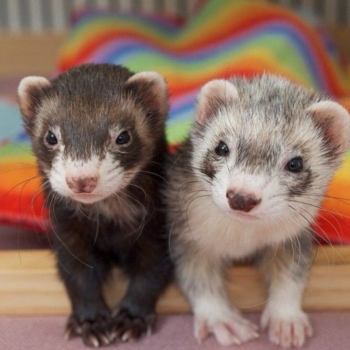 Ferret