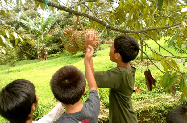 Warso Farm Kebun Durian