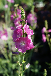 Mauve de la Prairie - Sidalcea malviflora 