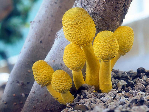 Ten Deadly Mushroom  Beauties The Random Science