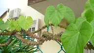 Ubat Demam Yang Berkesan