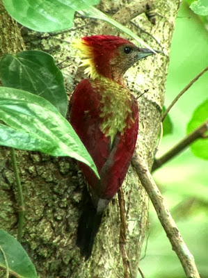 Pito bandeado Chrysophlegma miniaceum