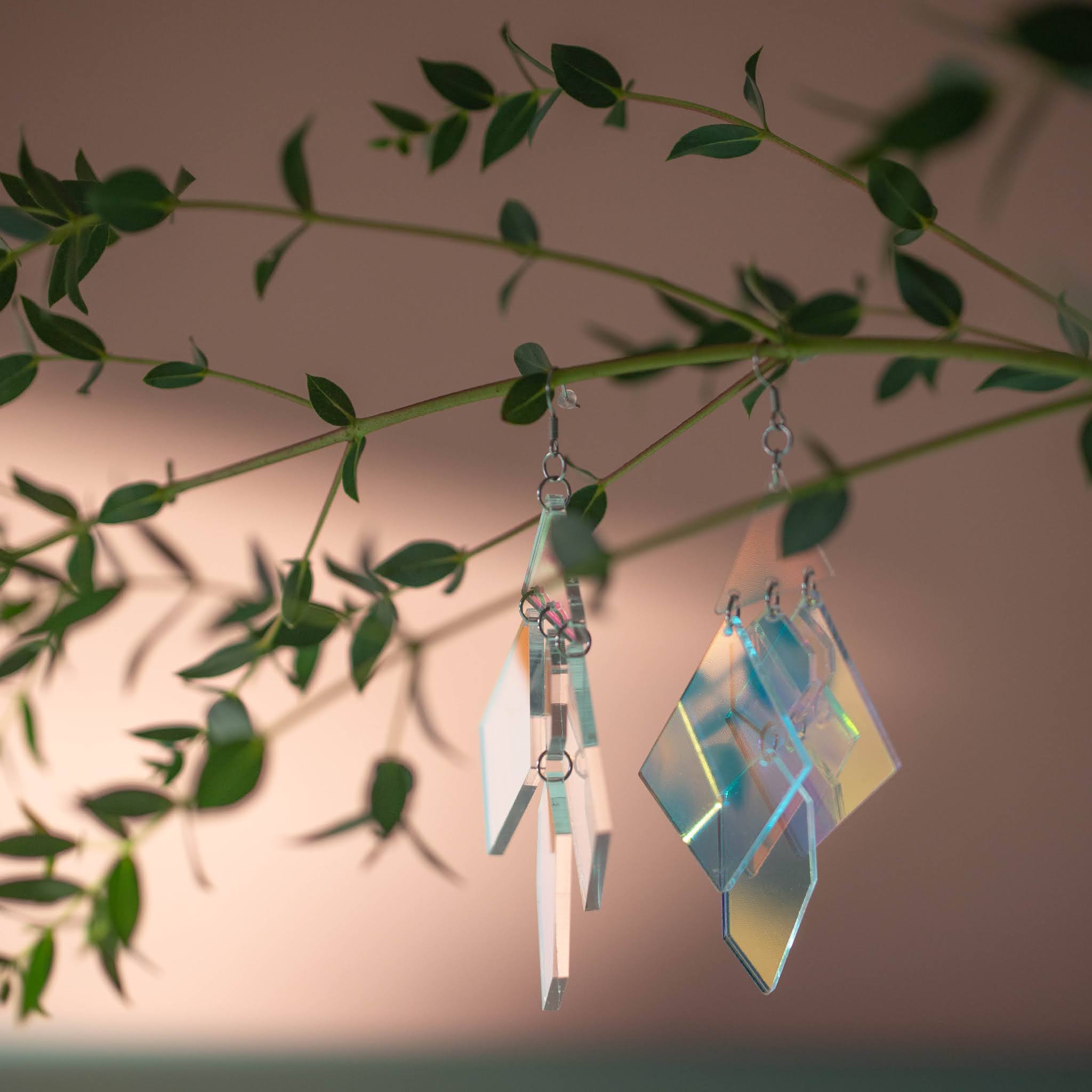 Muoviset, hologrammin lailla heijastelevat korvakorut roikkuvat pieni lehtisen eucalyptuksen oksalla.