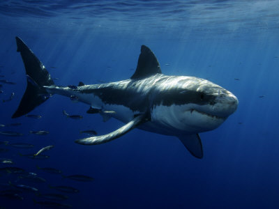 great white shark