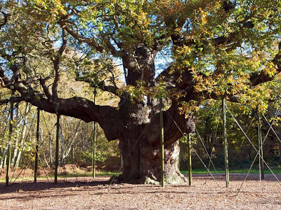 Pohon Oak Mayor, Hutan Sherwood, Inggris