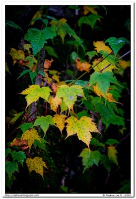 IMG_4875