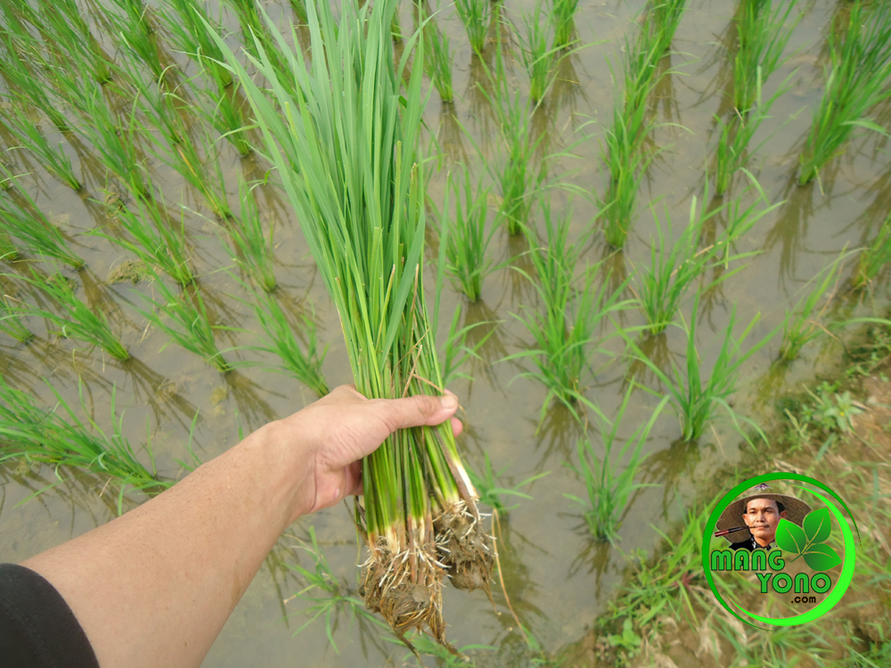 Ngayuman sulam tanaman padi