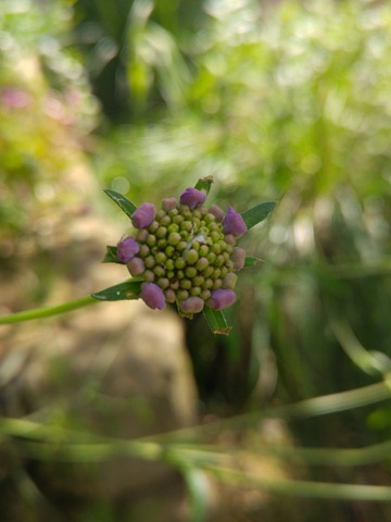 scabiosa cretica bloom