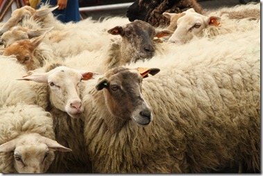 Heilig Bloedprocessie 2012