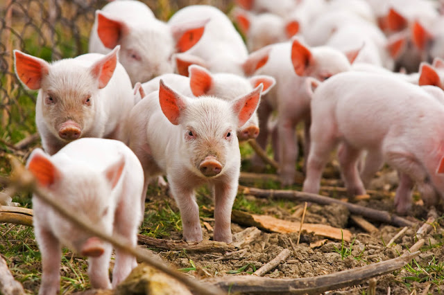 baby pigs in farm