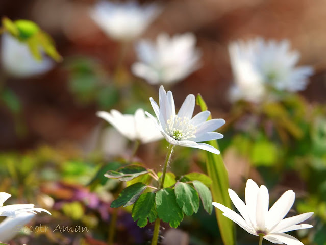 Anemone raddeana