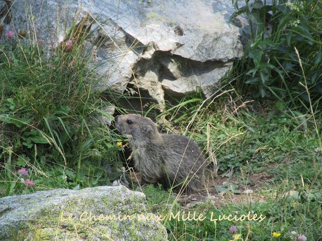 Le hameau de Castérino en Haute Roya - marmottes