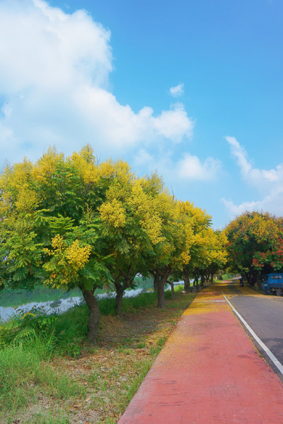 彰化埔鹽東螺溪自行車道石埤橋旁台灣欒樹呈現黃綠紅，散步好去處