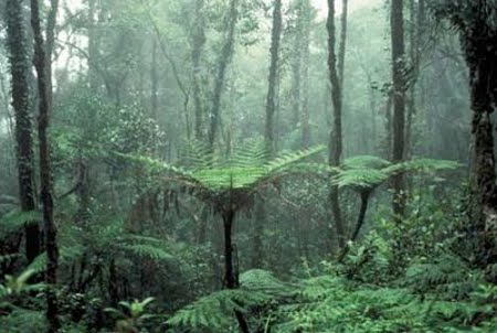 Floresta Estadual do Rio Gregório