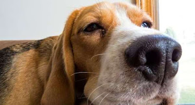 Mengapa Hidung Anjing Selalu Berair?
