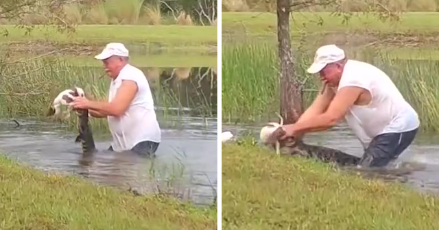 Pria Florida bergulat dengan buaya untuk menyelamatkan anak anjing berusia 3 bulan, videonya viral - Bengkelhoki