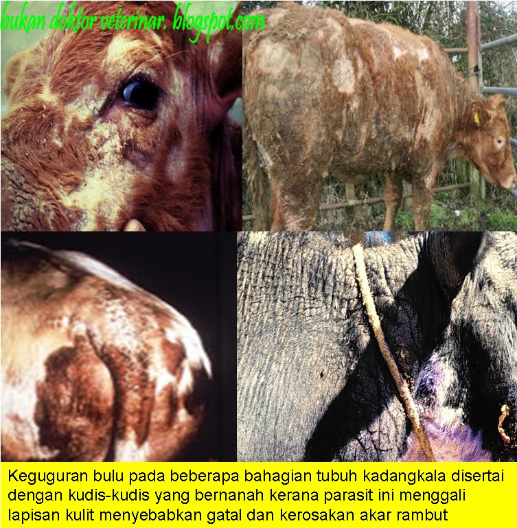 Bukan doktor veterinar: Penyakit Kurap "MANGE" Ternakan