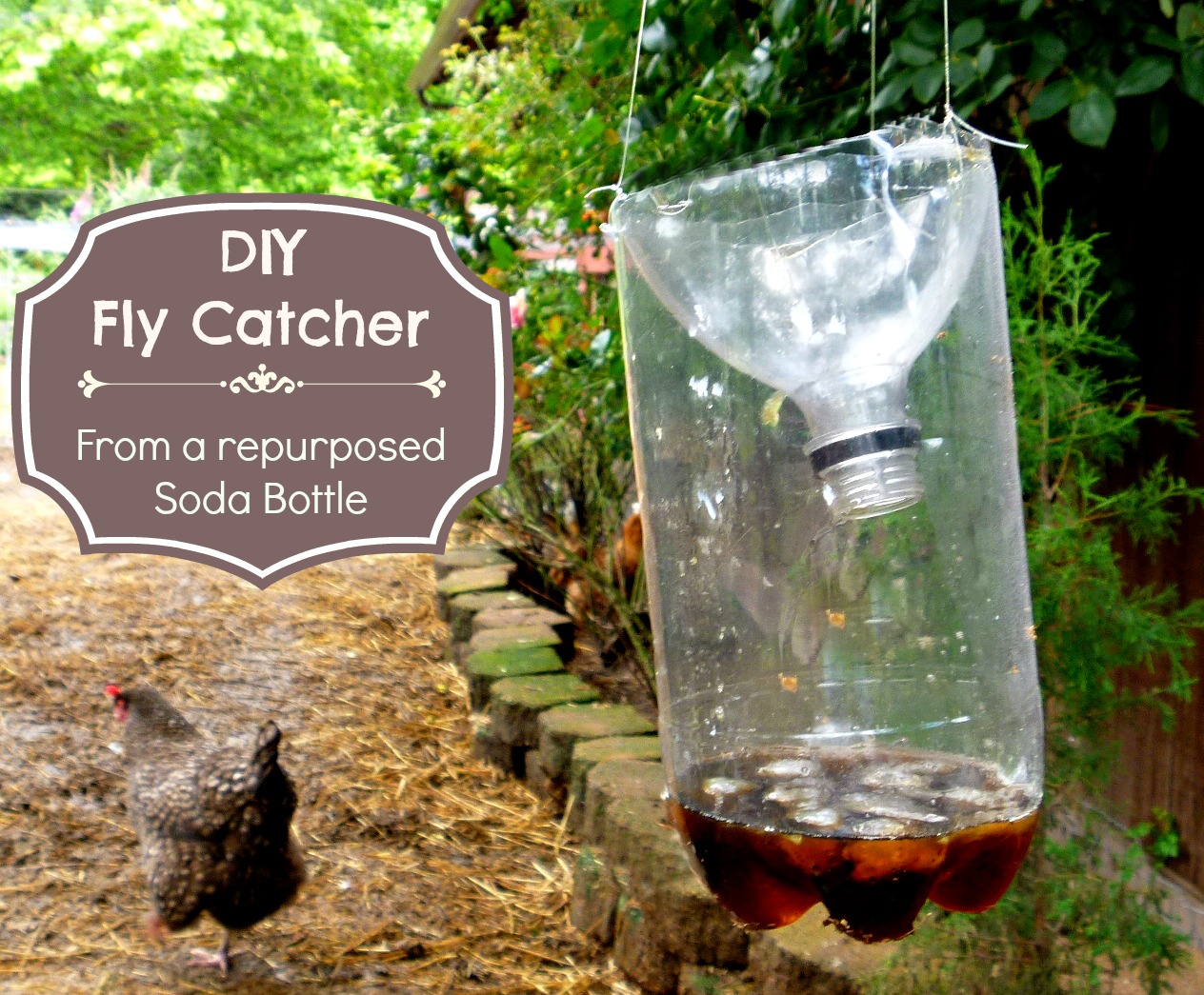 Got Flies ? Make This Easy DIY Fly Catcher out of a Soda Bottle