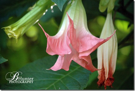 moon-flower