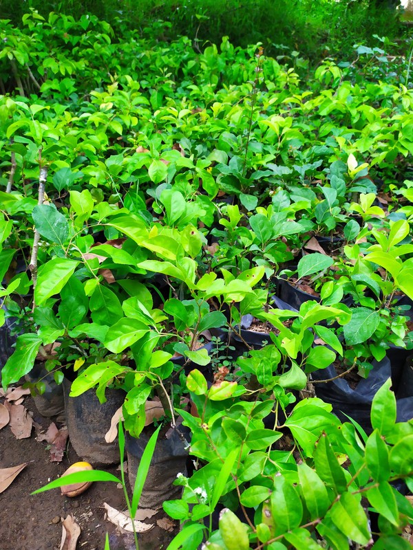 bibit plum manila dijamin puas Kepahiang
