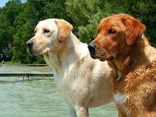 Labrador Retrievers Wallpaper