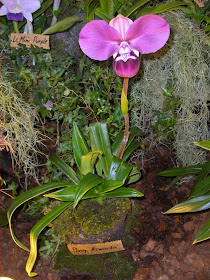 Phragmipedium kovachii, orchids species, flowering plant