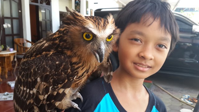 Bagaimana merawat burung hantu yang baru dibeli?