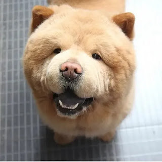 Mira este adorable perro que parece un oso
