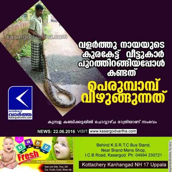 Kasaragod, Kumbala, Snake, Dog, Neighbour, Kubanoor School, Information, Barnad, Forest, Stomach.