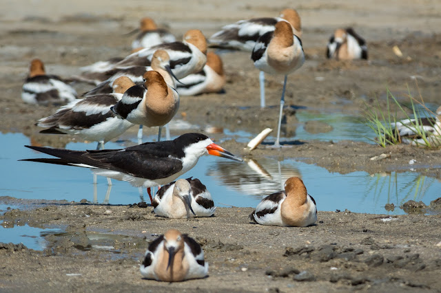 Black Skimmer and American Avocets, Rollover Pass