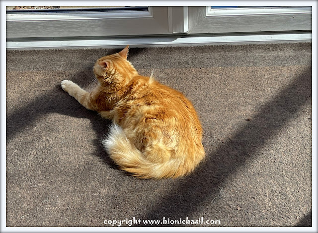 The BBHQ Midweek News Round-Up ©BionicBasil®Fudge's Catservatory Sunspot