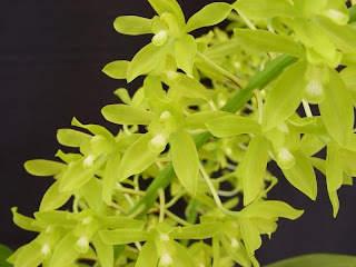 Grammatophyllum Scriptum Orchid, Anggrek Cantik, Tanaman Langka, Bunga Indah