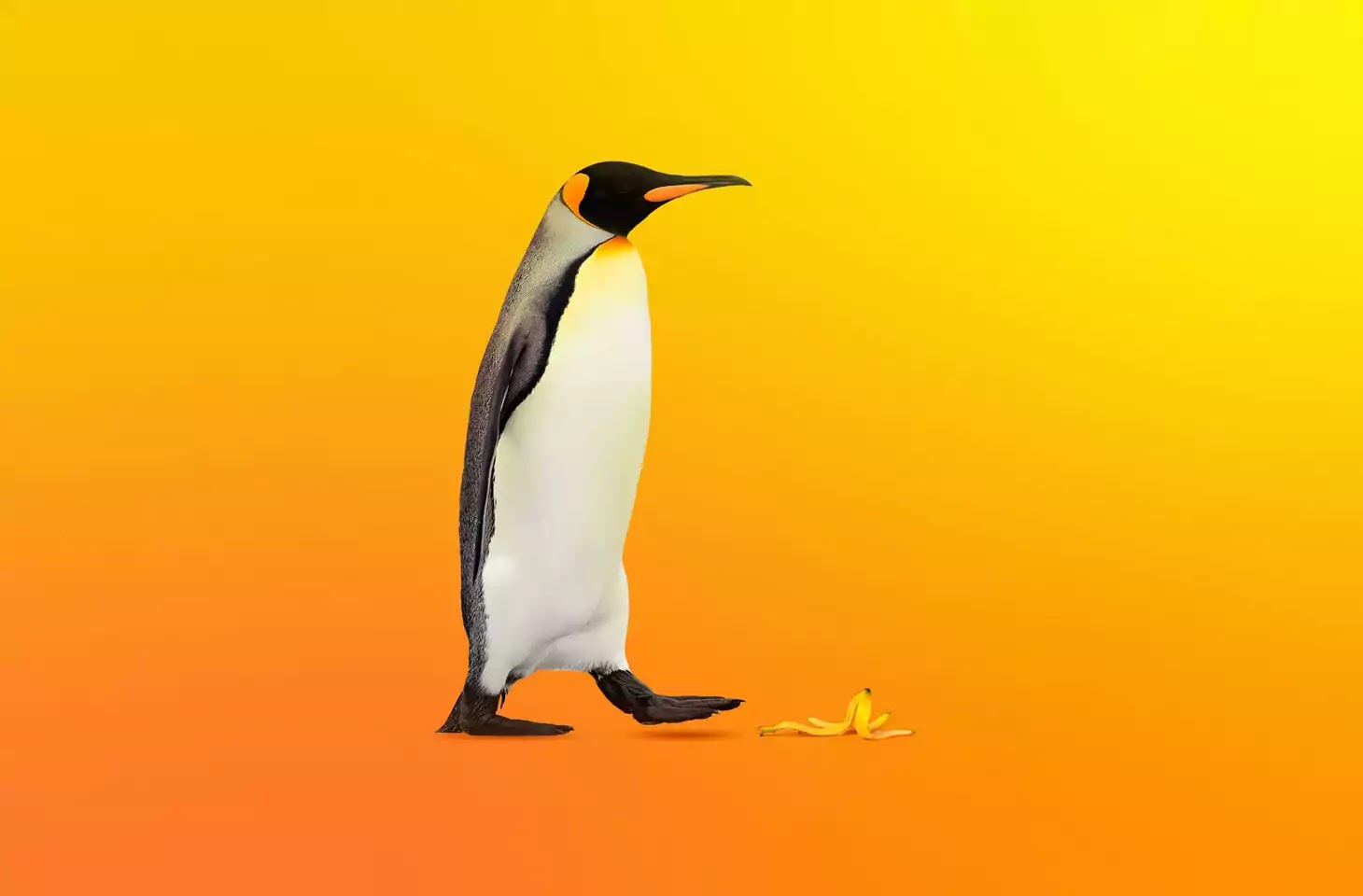 Penguin caught in the crosshairs