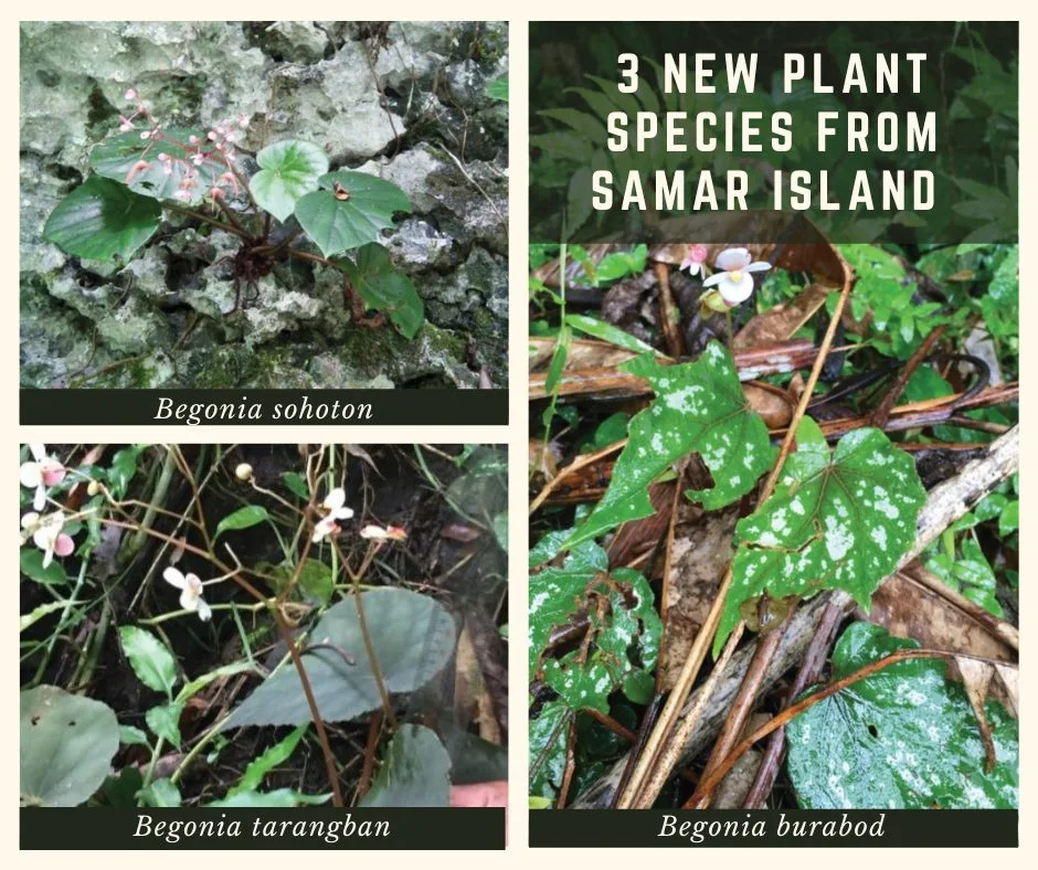 Newly discovered species of Begonia from Samar Island