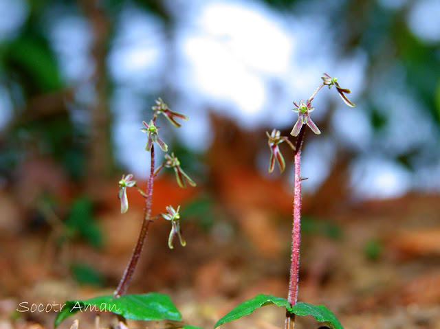 Neottia japonica