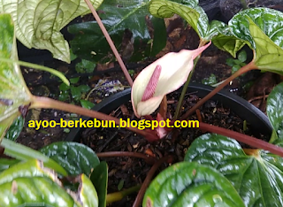 bunga anthurium sirih