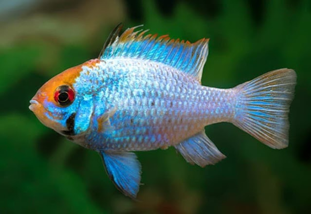 Ikan Ramirezi Blue Ram Electric