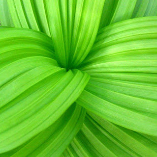 bright green leaf photograph