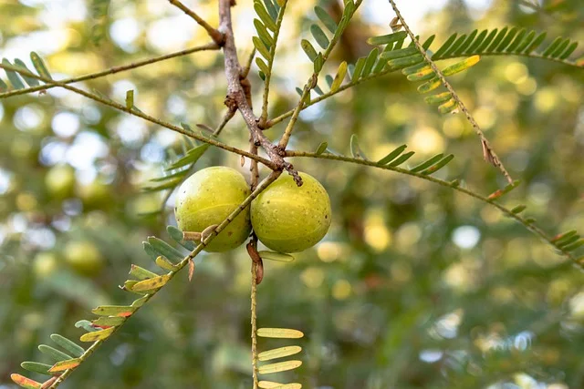 Amla fruit, also known as Indian gooseberry, hanging from a tree branch.