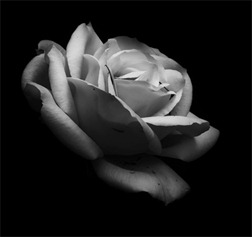 bw_rose_500_wide