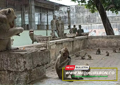 Tumbal Pesugihan monyet di Tempat Pemakaman Umum (TPU) Ngujang, Kabupaten Tulungagung, Jawa Timur