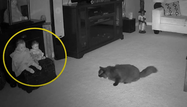 6 gatos que acharam fantasmas por aí