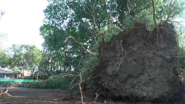 Angin Lesus Menerjang Pantai Kartini Jepara, Pohon Besar Tumbang