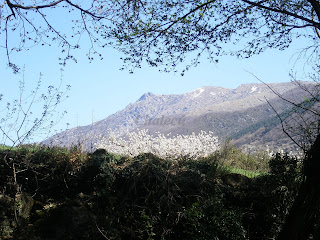 Cerezos en flor valle del jerte