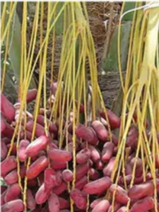 खजूर की खेती कैसे होती है | Palm Date Farming in Hindi 