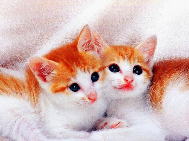 Cute Cats HD Wallpaper Free